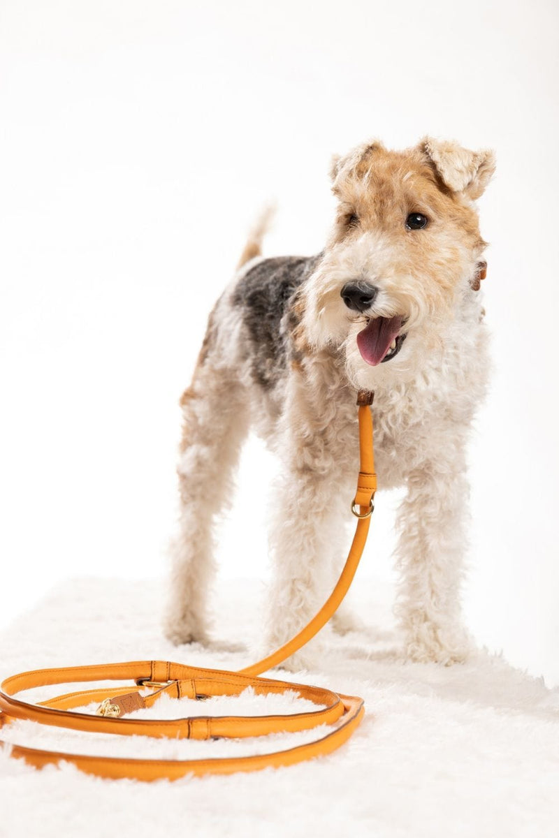 Les Chis Lederen Wandelset voor een kleine Hond