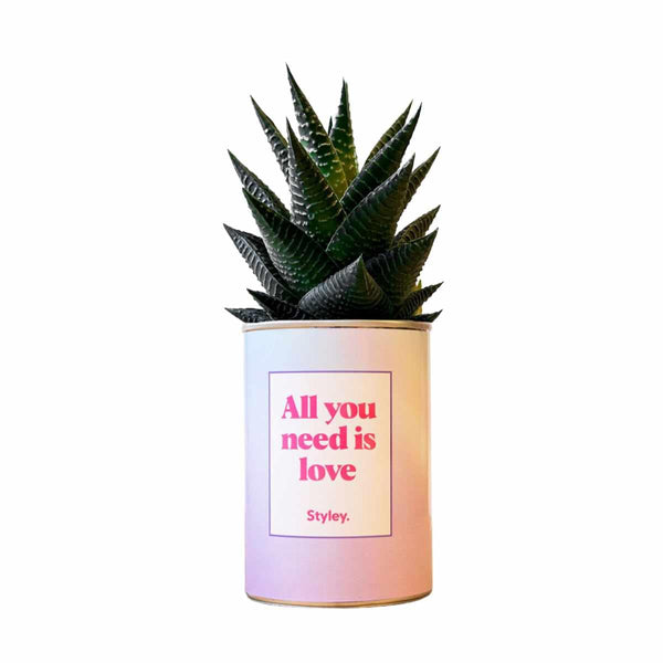 Styley Plantje in blik, All you need is love