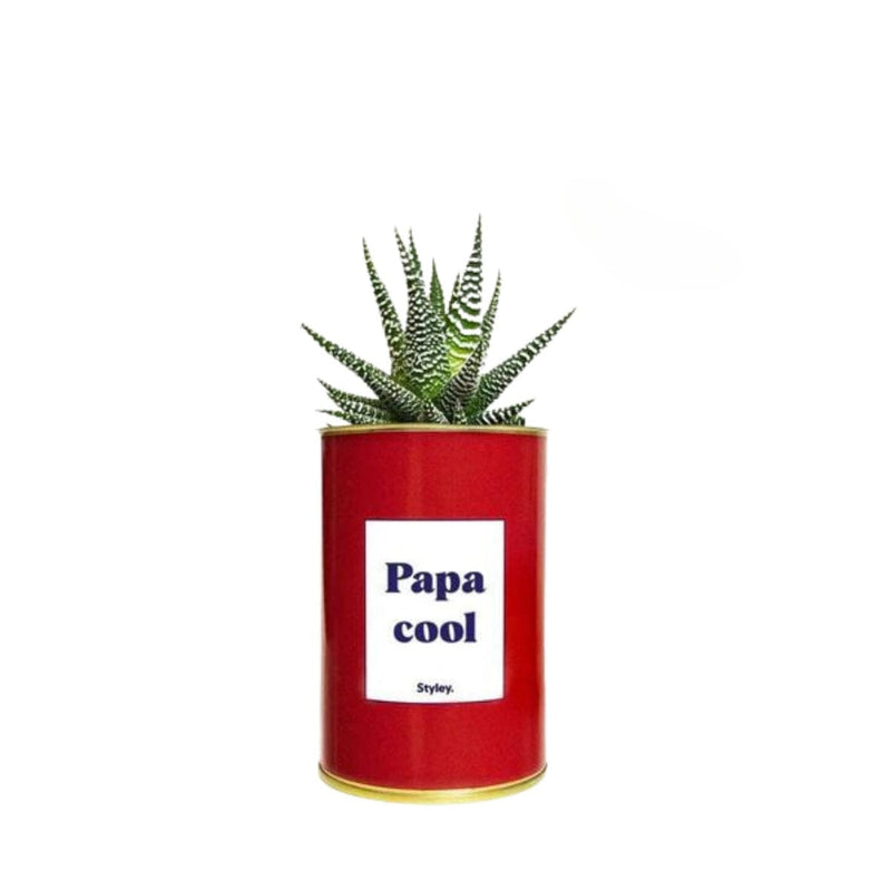 Styley Plantje in blik, Papa Cool