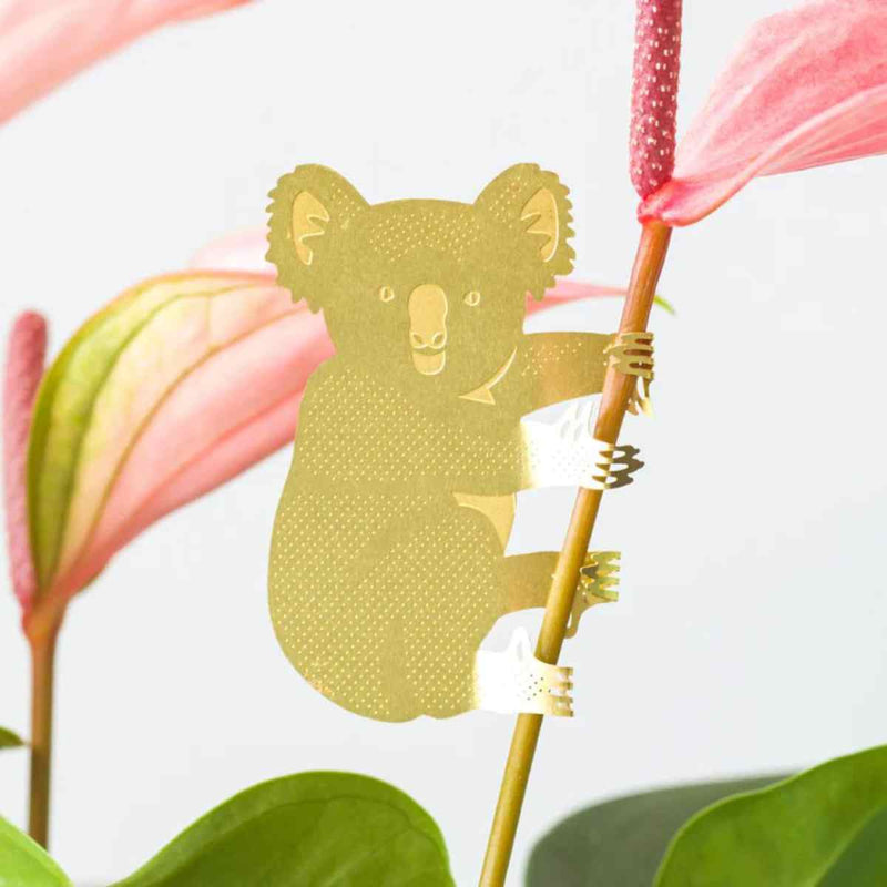 Another Studio Plant Animal, Koala